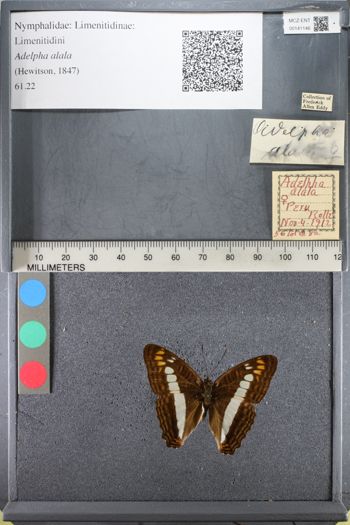 Media type: image;   Entomology 141146
